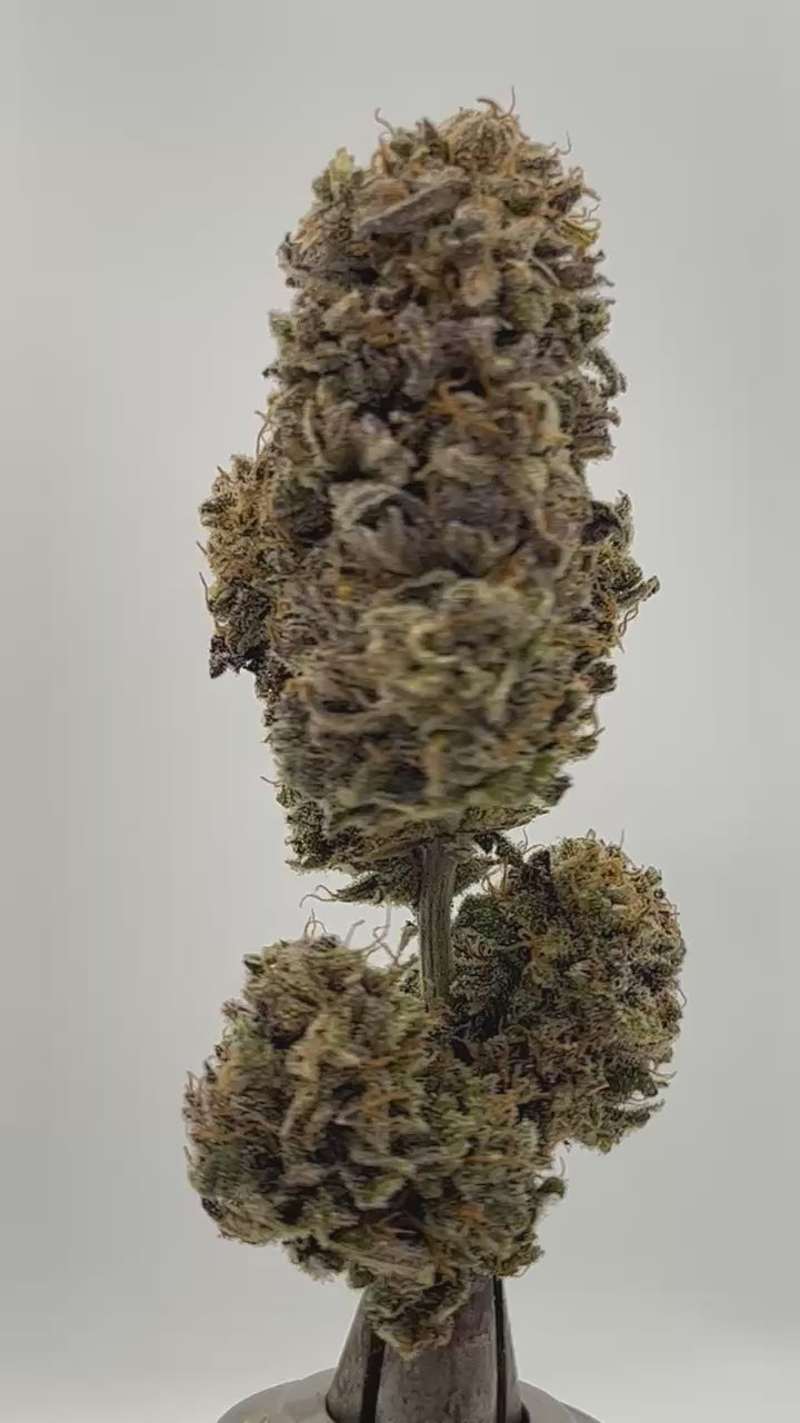 
                  
                    Load and play video in Gallery viewer, Pink Pineapple CBD
                  
                